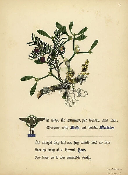 Moss, Mistletoe and Yew (Titus Andronicus). Handcoioured botanical illustration drawn and lithographed by Jane Elizabeth Giraud from The Flowers of Shakespeare, Day and Haghe, London, 1845