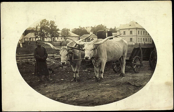 Mount photo cattle pulling a cart, Huge horns, oxen