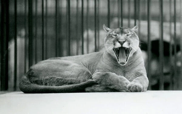 A Mountain Lion yawning at London Zoo, 1928 (b  /  w photo)