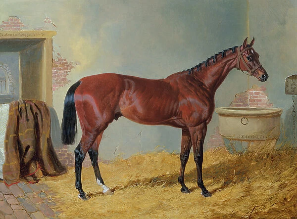 Mr S. Wrathers Nutwith in a stable (oil on canvas)