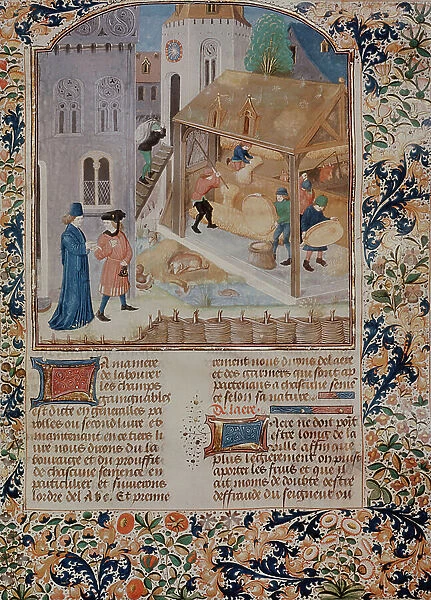 Ms 5064 fol.35r Threshing, from Livre des Prouffitz Champestres by Pietro de Crescenzi (1230-1320 / 21) (vellum)