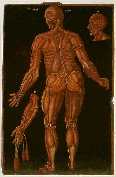 Ms Hunter 364 Table VIII Dissection, c. 1170, from Anatomical Tables
