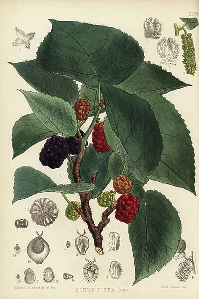 Mulberry, Morus nigra. Handcoloured lithograph by Hanhart after a botanical illustration by David Blair from Robert Bentley and Henry Trimen's Medicinal Plants, London, 1880