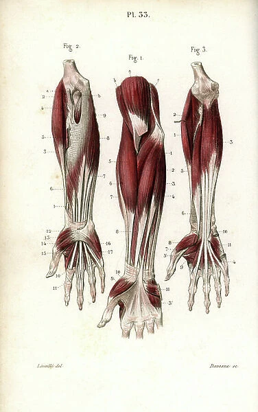 Muscles of the forearm and wrist. Lithograph by Davesne, based on a drawing by Leveille, in Petity Atlas complet d'Anatomie descriptive du Corps Humain, by Dr. Joseph Nicolas Masse, published by Mequignon Marvis, Paris (France), 1864
