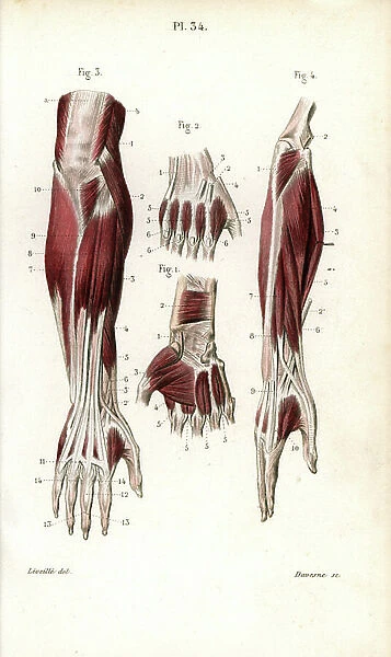 Muscles and tendons of the forearm and wrist. Lithograph by Davesne, based on a drawing by Leveille, in Petity Atlas complet d'Anatomie descriptive du Corps Humain, by Dr. Joseph Nicolas Masse, published by Mequignon Marvis, Paris (France), 1864