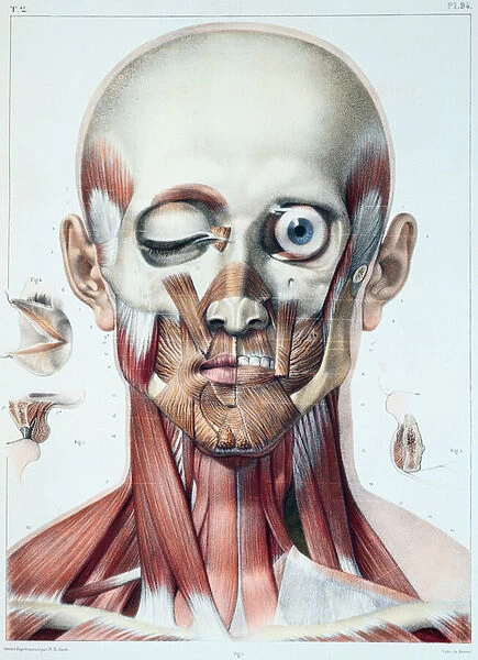 Musculature of the face with the orbit of the eye, plate from