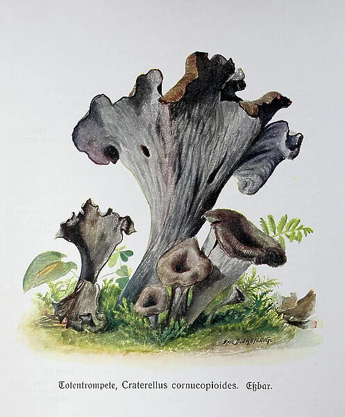 Mushroom, dead trumpet, Craterellus cornucopiodes