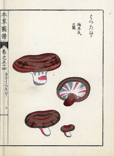 Mushrooms: milk variety - Japanese print by Kanen Iwasaki (1786-1842), from Honzo Zufu, illustrative guide to medicinal plants, 1916 - Hatsudake mushroom, Lactarius hatsudake Tanaka - Colour printed woodblock engraving by Kan'en Iwasaki