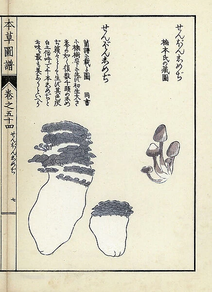 Mushrooms: shimeji varietes, tricholome - Japanese print by Kanen Iwasaki (1786-1842), from Honzo Zufu, illustrative guide to medicinal plants, 1916 - Zenbon shimeji mushrooms - Colour printed woodblock engraving by Kan'en Iwasaki