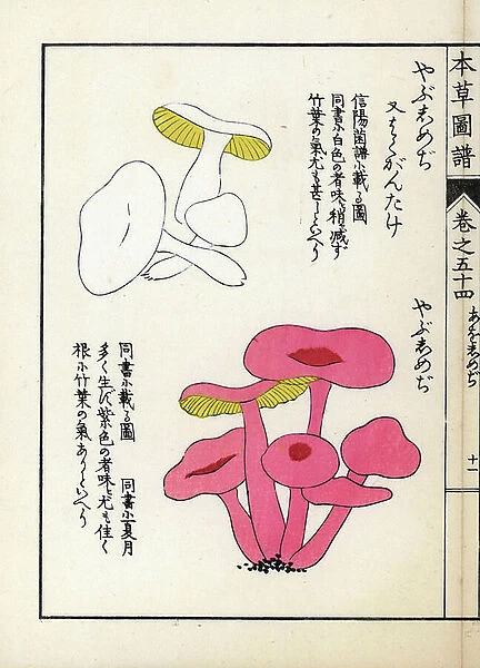 Mushrooms: shimeji varietes (white and pink) - Japanese print by Kanen Iwasaki (1786-1842), from Honzo Zufu, illustrative guide to medicinal plants, 1916 - Yabushimeji mushroom varieties - Colour printed woodblock engraving by Kan'en Iwasaki