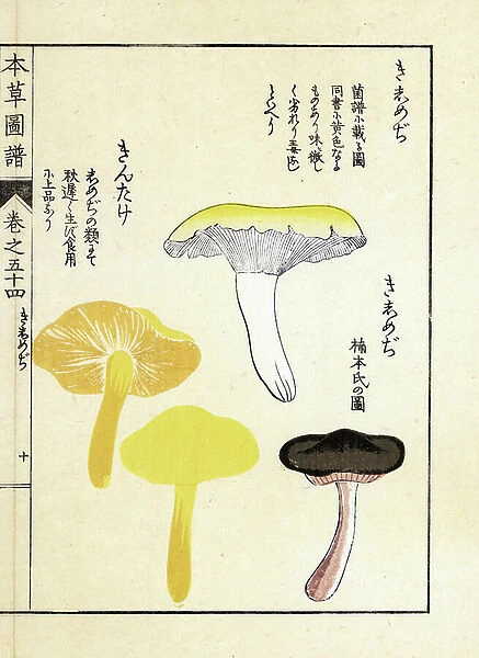 Mushrooms: varietes a mycelium annular, growing in witch circle or circle of fees - Japanese print by Kanen Iwasaki (1786-1842), from Honzo Zufu, illustrative guide to medicinal plants