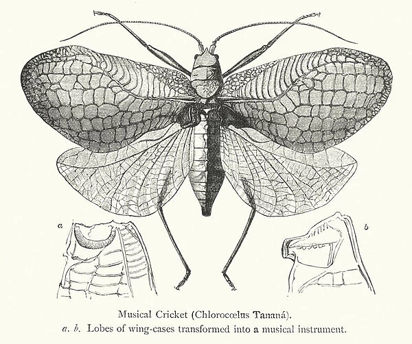 Musical Cricket, Chlorocoelus Tanana (engraving)