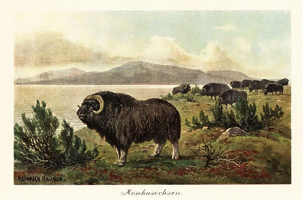 Muskox or musk ox, Ovibos moschatus. 1908 (Print)