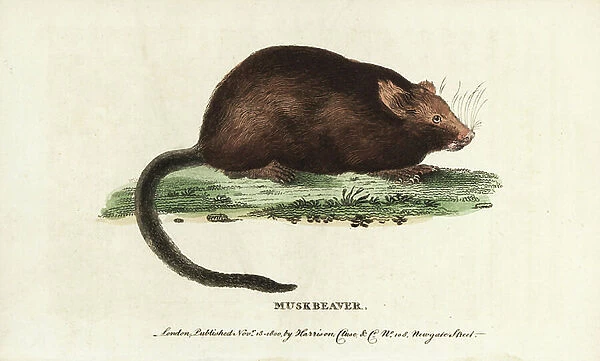 Muskrat or musk beaver, Ondatra zibethicus. Handcoloured copperplate engraving from ' The Naturalist's Pocket Magazine, ' Harrison, London, 1800