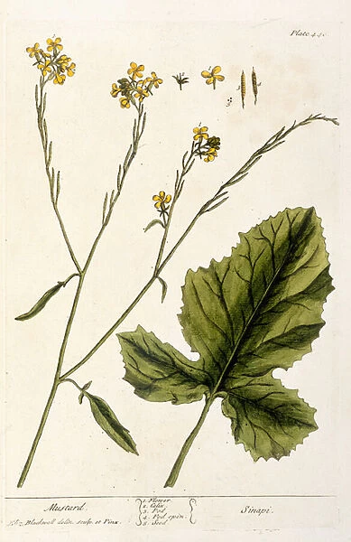Mustard, plate 446 from A Curious Herbal, published 1782 (colour engraving)