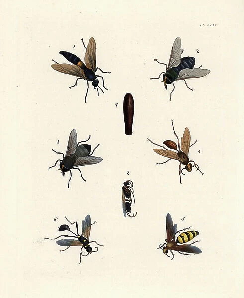 Mydas fly, Mydas clavatus 1, horsefly, Tabanus americanus 2, 3, digger wasp, Sphex jamaicensis 4, scoliid wasp, Scolia fossulana 5, and black and yellow mud dauber, Sceliphron caementarium imago 6, cocoon 7, imago taken out of cocoon 8