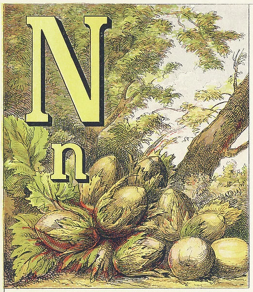 N for the Nut that he cracks with a grin, 1872 (illustration)