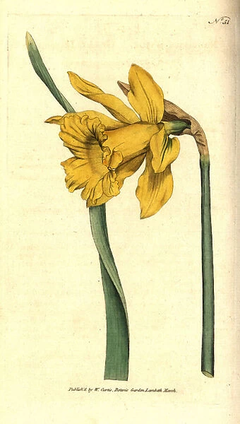 Narcissus - Spanish daffodil, Narcissus hispanicus (Great daffodil, Narcissus major). Handcolured copperplate engraving after a botanical illustration from William Curtis The Botanical Magazine, Lambeth Marsh, London, 1787