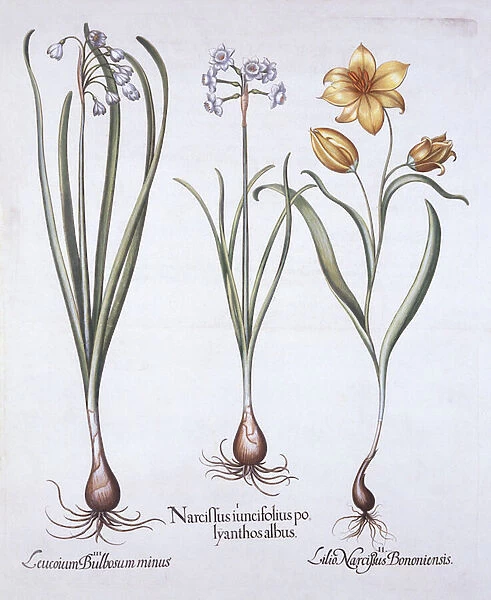 Narcissus, Tulip and Summer Snowflake, from Hortus Eystettensis