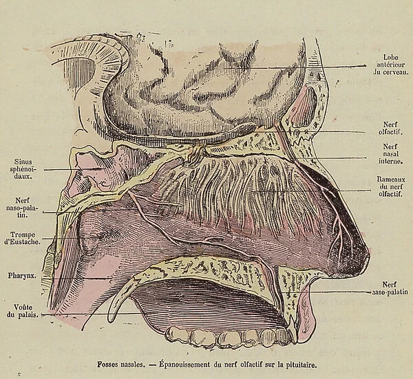 Nasal cavity and olfactory tract (coloured engraving)