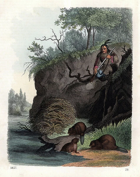 Native American hunter with rifle watching beavers, Castor canadensis, build a dam. Handcoloured lithograph from Carl Hoffmann's Book of the World, Stuttgart, 1857