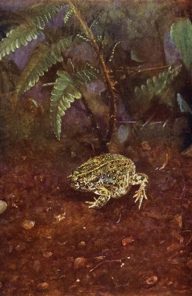 The natterjack toad (photo)