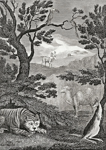 Part of the natural history of Asia. 18th century print engraved by Wallis after W. M. Craig