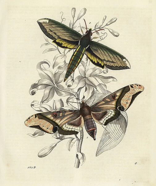 Nessus sphinx, Amphion floridensis 1, and Amplypterus panopus 2 moths. Handcoloured lithograph from Carl Hoffmann's Book of the World, Stuttgart, 1849