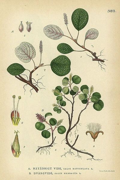 Net-leaved willow, Salix reticulata, and dwarf willow, Salix herbacea