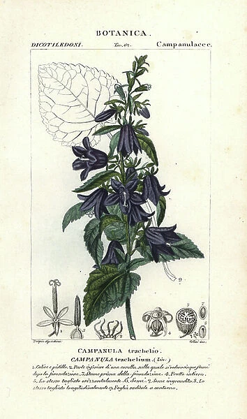 Nettle-leaved bellflower, Campanula trachelium