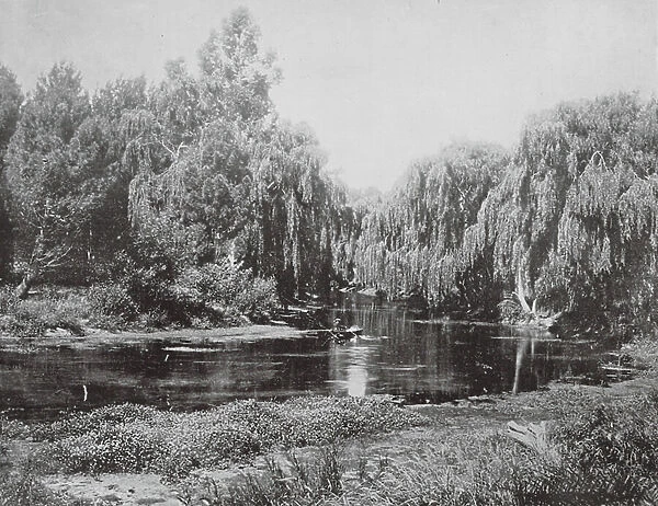 New Zealand, 1890s: On the Avon (b / w photo)