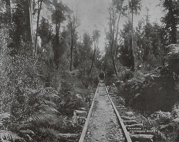 New Zealand, 1890s: The Tramway, Teremakau (b / w photo)