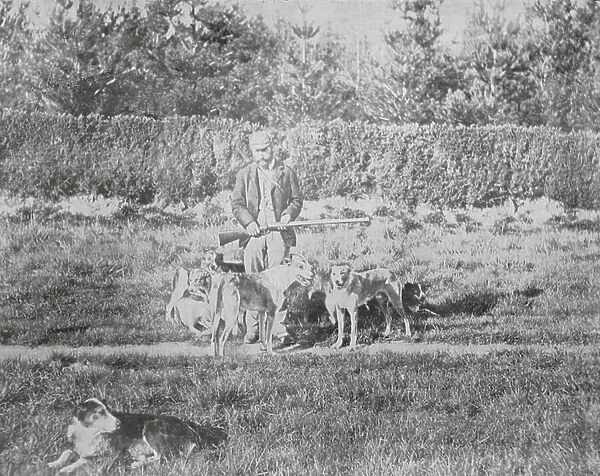 New Zealand, 1890s: Up-Country Scenes, Rabbiter and Dogs (b / w photo)