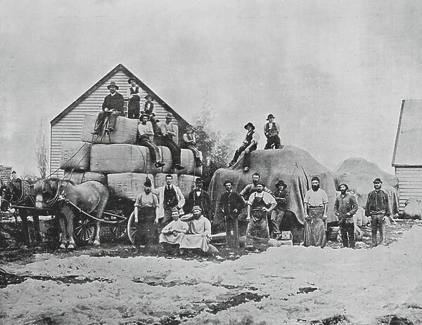 New Zealand, 1890s: Wool Scouring (b / w photo)