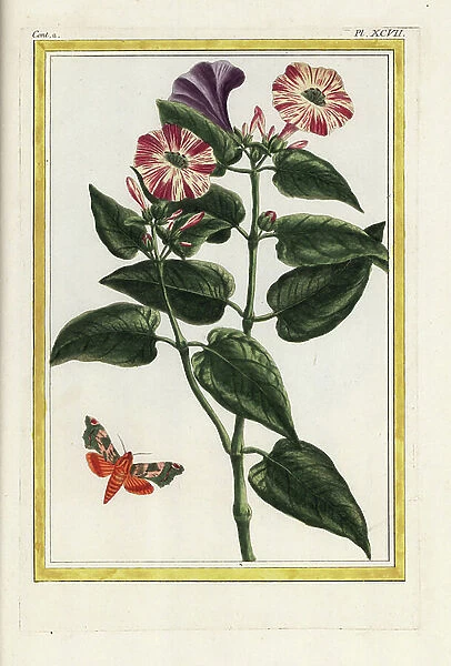 The Night Beauty. Marvel of Peru, Mirabilis jalapa. Handcoloured etching from Pierre Joseph Buchoz Precious and illuminated collection of the most beautiful and curious flowers, grown both in the gardens of China and in those of Europe, Paris, 1776
