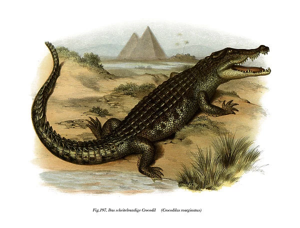 Nile Crocodile (colour litho)