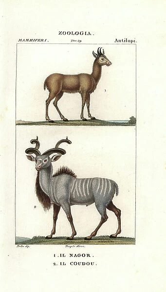 Nilgai, Boselaphus tragocamelus, and greater kudu, Tragelaphus strepsiceros