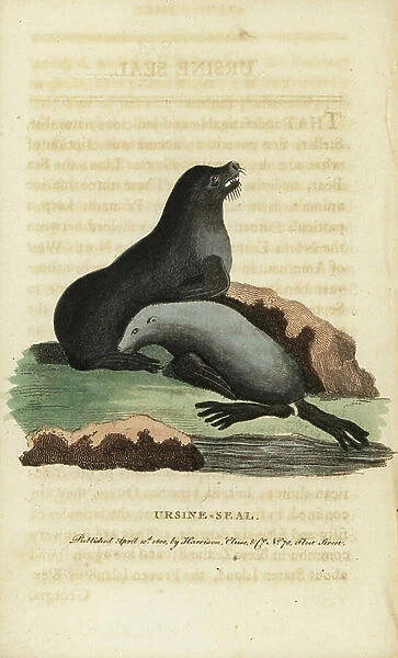 Northern fur seal, Callorhinus ursinus. Vulnerable. (Ursine seal, Phoca ursina) Handcoloured copperplate engraving from ' The Naturalist's Pocket Magazine, ' Harrison, London, 1800