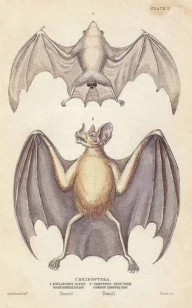 Northern ghost bat or white box-tailed bat, Diclidurus albus, and spectral bat or false vampire bat, Vampyrus spectrum. Handcoloured steel engraving by Lizars after an illustration by Charles Hamilton Smith from William Jardine's Naturalist's