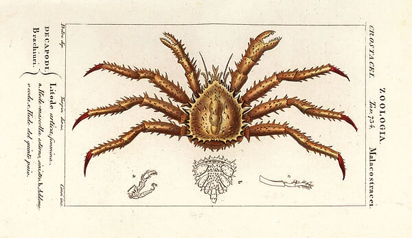 Norway king crab, Lithodes maja