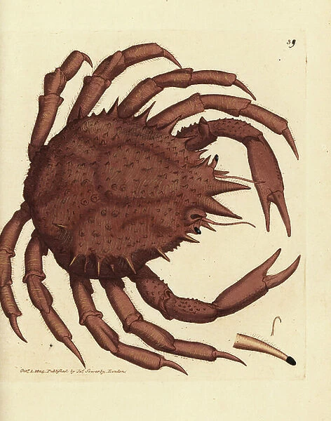 Norway king crab or northern stone crab, Lithodes maja. Handcoloured copperplate engraving by James Sowerby from The British Miscellany, or Coloured figures of new, rare, or little known animal subjects