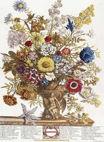 November, from Twelve Months of Flowers, 1730 (colour engraving)