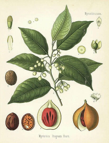 Nutmeg and mace tree, Myristica fragrans. Chromolithograph after a botanical illustration from Hermann Adolph Koehler's Medicinal Plants, edited by Gustav Pabst, Koehler, Germany, 1887
