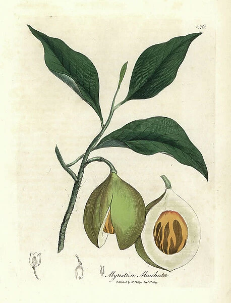 Nutmeg and mace tree, Myristica moschata, Myristica fragrans