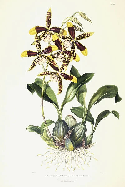 Odontoglossom Grande, c. 1837-1843 (hand-coloured lithograph)