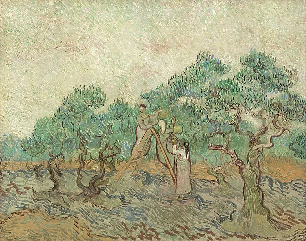 The Olive Orchard, 1889 (oil on canvas)
