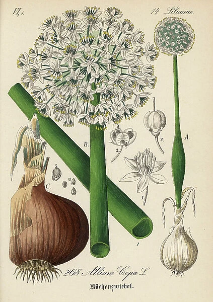 Onion - Onion, Allium cepa. Handcoloured lithograph from Diederich von Schlechtendal's German Flora (Flora von Deutschland), Jena, 1871
