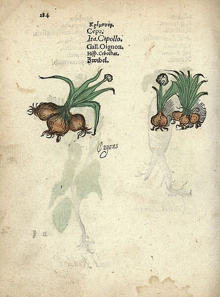 Onions, Allium cepa. Handcoloured woodblock engraving of a botanical illustration from Adam Lonicer's Krauterbuch, or Herbal, Frankfurt, 1557. This from a 17th century pirate edition or atlas of illustrations only, with captions in Latin, Greek