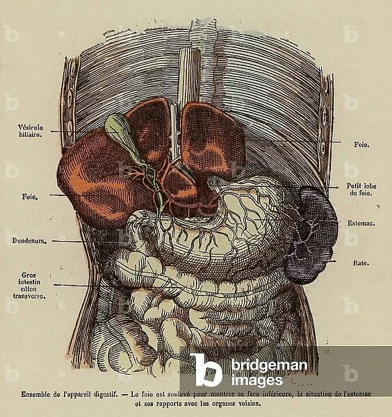 Organs of the digestive system (coloured engraving)