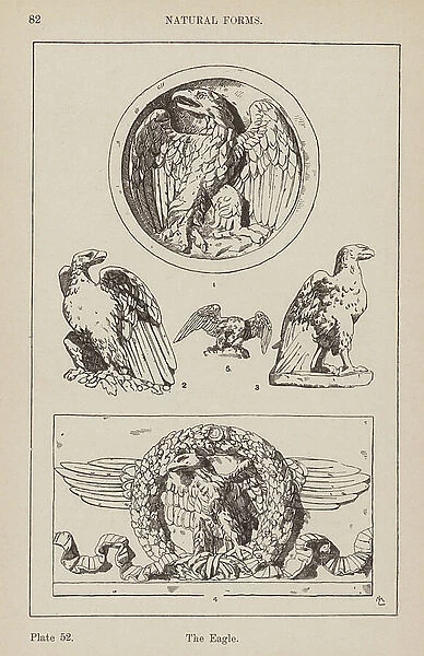 Ornament: Natural Forms, The Eagle (engraving)